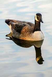 Side view of a bird swimming in lake