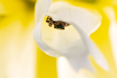Close-up of bee on flower