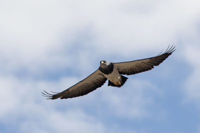Low angle view of eagle flying against sky