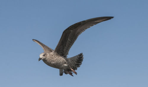 Close-up of eagle flying against clear sky