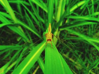 Close-up of insect on grass