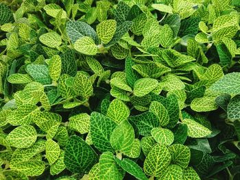 Full frame shot of green leaves