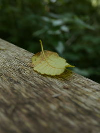 Close-up of lizard on wood