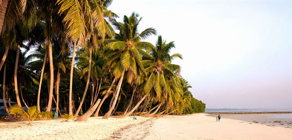 Palm trees on beach against sky