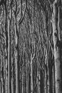 Full frame shot of trees in forest