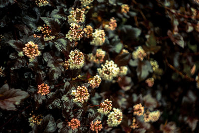 Flowers growing outdoors