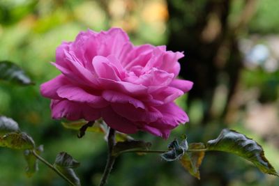 Close-up of pink rose