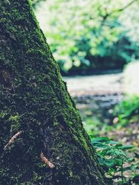 Close-up of tree trunk