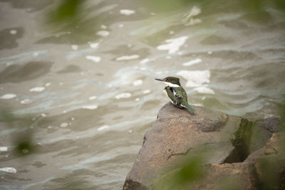 Bird perching on rock