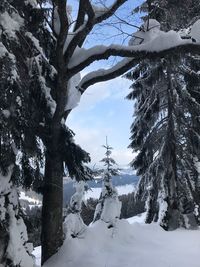 Trees on snow covered land against sky