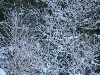 Full frame shot of snow covered grass