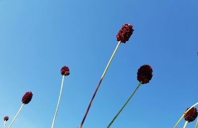 Low angle view of flowers against clear blue sky