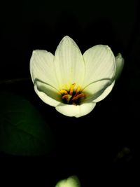Close-up of flower blooming against black background
