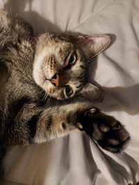 Close-up of a cat resting on bed