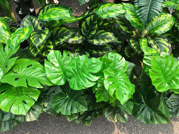 High angle view of fresh green leaf