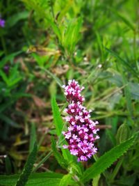 Close-up of purple flowers