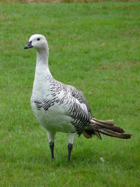 Close-up of a goose on field