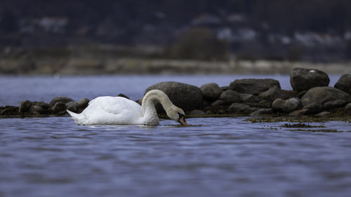 Close-up on a swan eating seaweed on the west coast of sweden.