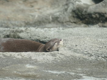 View of lizard on ground