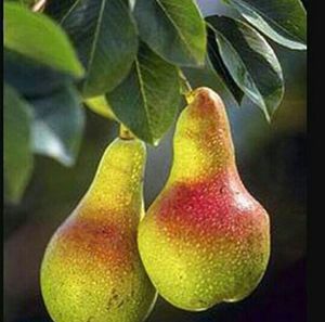 fruit