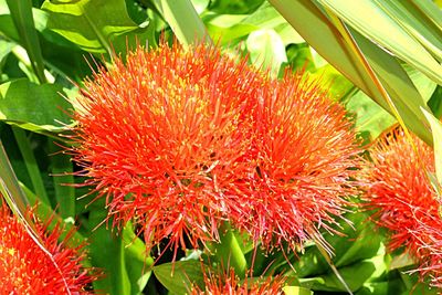 Close-up of red flowers