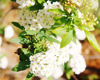 Close-up of white blossom