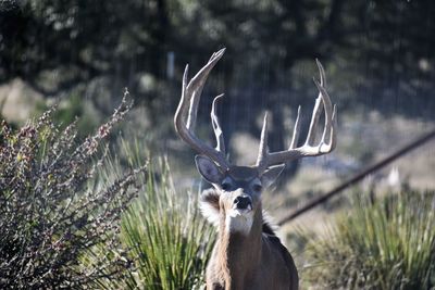 Portrait of deer in a field