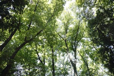 Low angle view of trees in forest