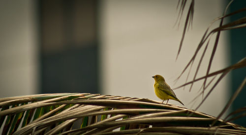 Bird perching on branch