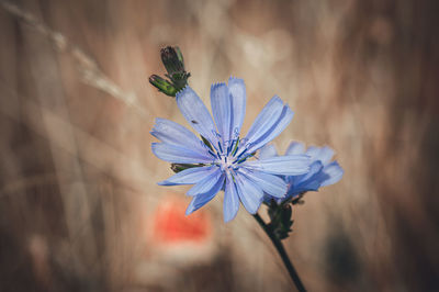 Close-up of purple flower
