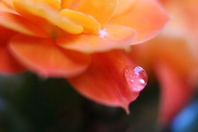 Close-up of orange flower