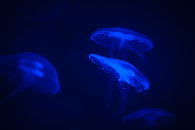 Jellyfish swimming in sea