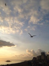 Bird flying over cloudy sky