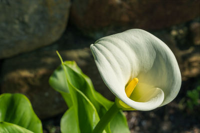 Close-up of white rose flower