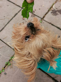 High angle view of dog on footpath