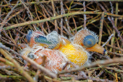 High angle view of birds in nest