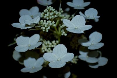 Close-up of flowers blooming against black background