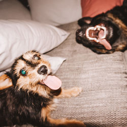 Portrait of dog on sofa at home