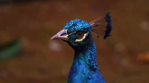 Blue peacock 