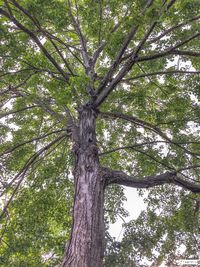 Low angle view of trees in the forest