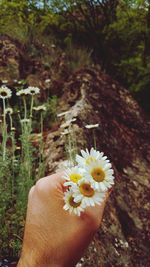 Close-up of hand holding flowering plant