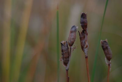 Close-up of plant against blurred background