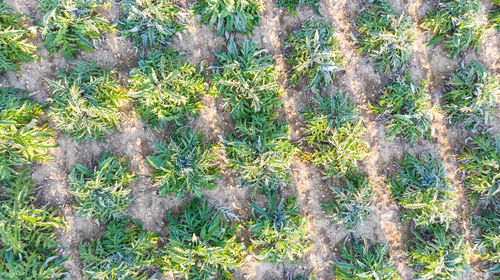 High angle view of trees growing on field