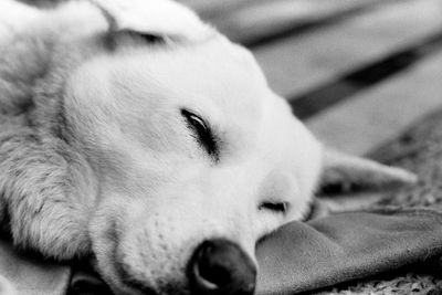 Close-up of a sleeping cat