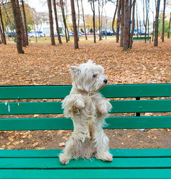 White dog on bench in park