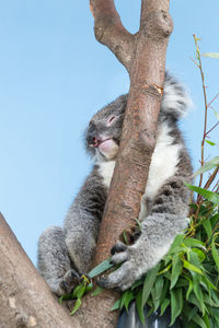 Low angle view of a koala on tree against sky