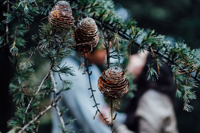 Close-up of pine cone on tree