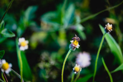 Close-up of butterfly pollinating on flower