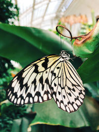 Close-up of butterfly on flower