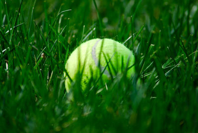 Close-up of tennis ball in grass